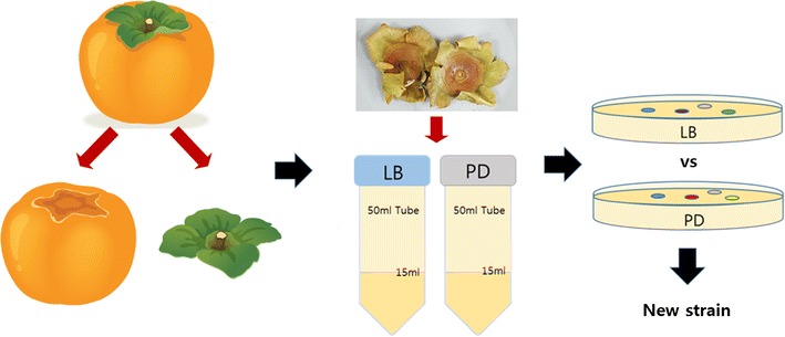 Fig. 1