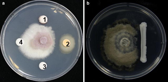 Fig. 9