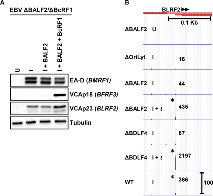 Fig 8