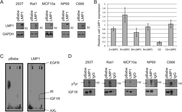 FIG 1