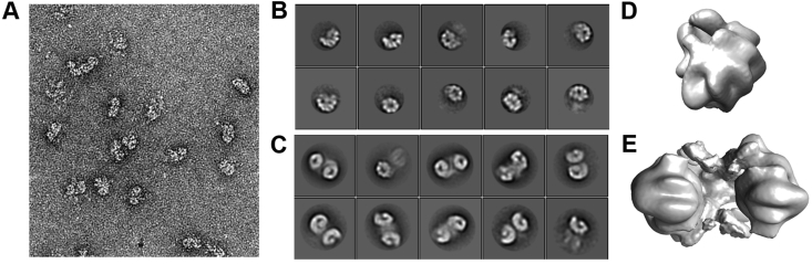 Fig. 1