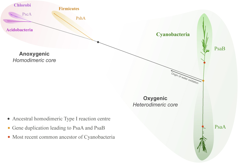 Fig. 1