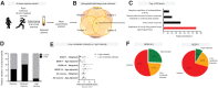 Figure 2. High-intensity activities reduce metastatic cancer likelihood. A, Schematic representation of human exercise model. B, Venn diagrams showing an overlap of 16 pathways based on a GO enrichment analysis of differential proteins found in the plasma of the routinely active subjects (n = 3 males and n = 3 females) after a 30-minute run on the treadmill. C, The top four GO-enriched pathways of the 16 overlapped GO terms. D, The relative contributions of carbohydrates (CHO) and fats to the total substrate utilization prior to exercise and during moderate and high-intensity during a graded exercise test performed on a motorized treadmill. E, Fold enrichments of hazard ratio (HR) from a prospective cohort study among 2,734 cancer-free participants that were followed for 20 years, with indicated SEER stages of cancer classified into inactive (ref), low–moderate intensity (<6 metabolic equivalent, MET), and high-intensity exercise (>6 MET). “w” indicates the analysis for propensity score weighted model. *, P < 0.05. F, Relative exercise intensity of individuals with a cancer diagnosis during the 20 years of follow-up that were classified as SEER 0–4 compared with those with cancers classified as SEER 7.