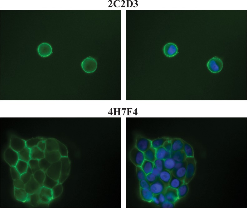 FIG. 2.