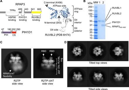 Structural mechanism for regulation of the AAA-ATPases RUVBL1-RUVBL2 in ...