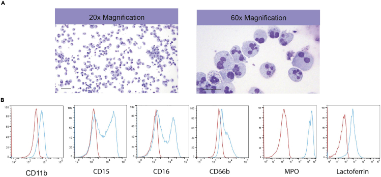 Figure 6