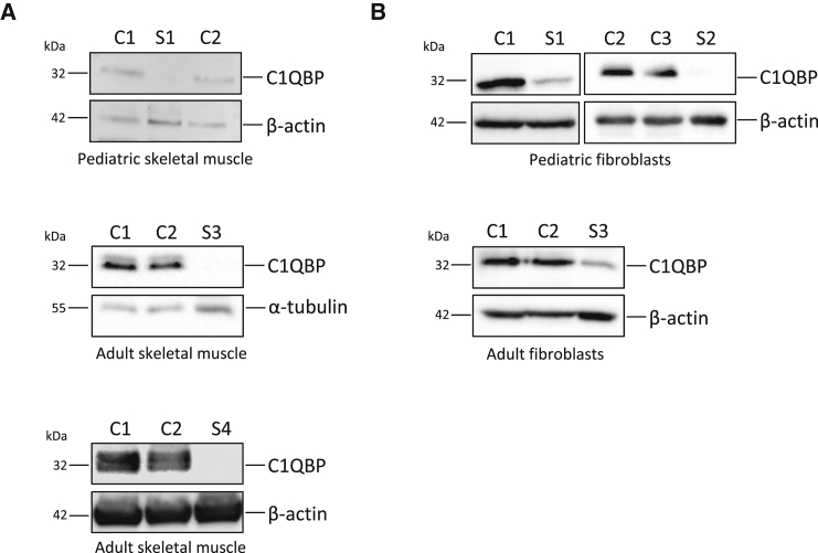 Figure 2