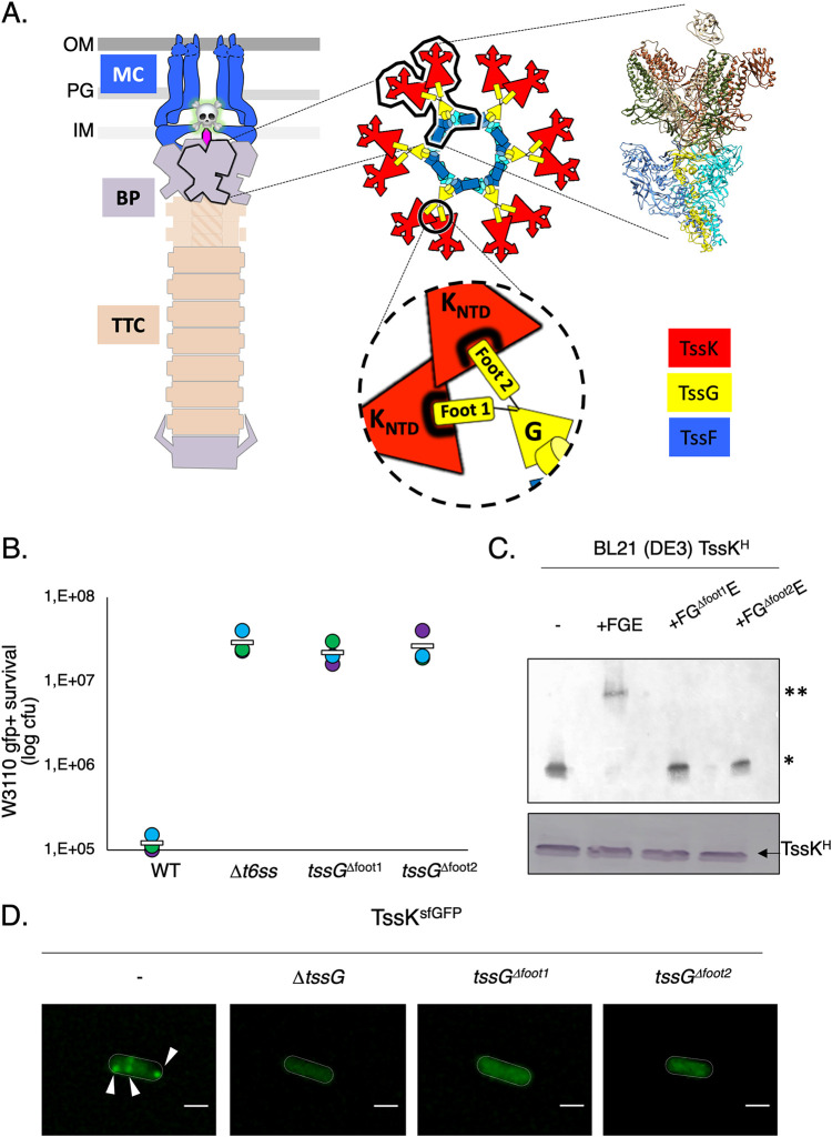 FIG 1