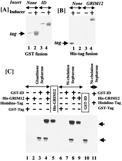 FIG. 13