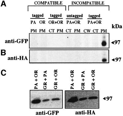 graphic file with name cdf479f4.jpg