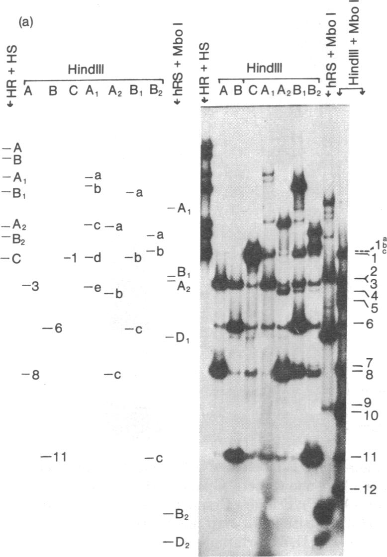 graphic file with name pnas00017-0103-a.jpg