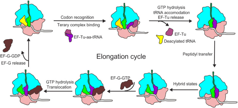 FIGURE 2