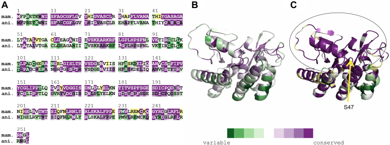 Fig. 1