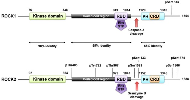 The Function of Rho-Associated Kinases ROCK1 and ROCK2 in the ...