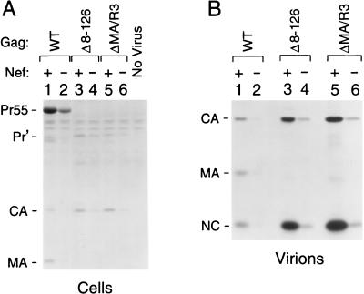 FIG. 2.