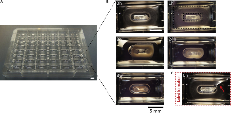 Figure 2