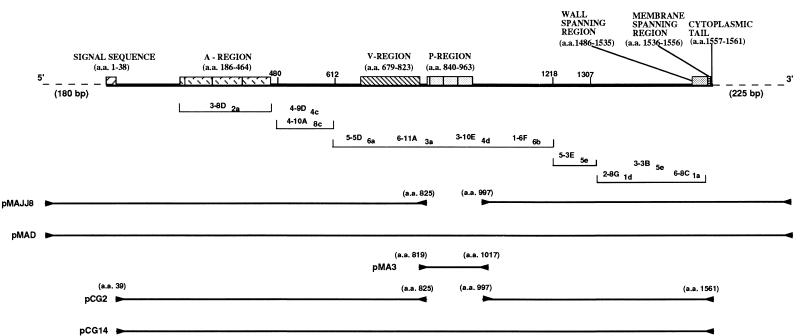 FIG. 1