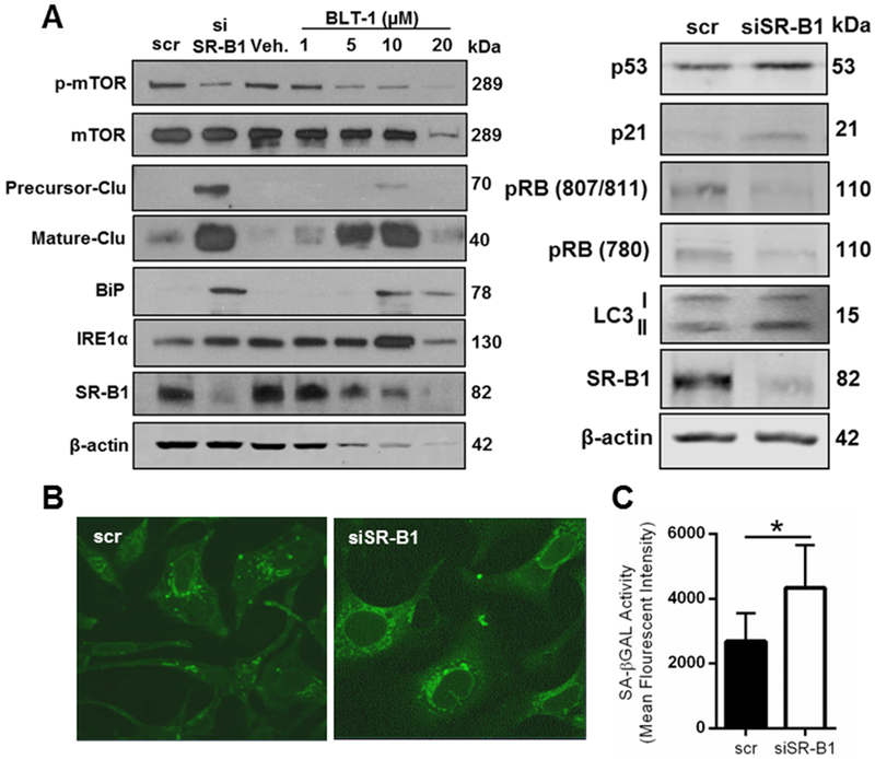 Figure 4: