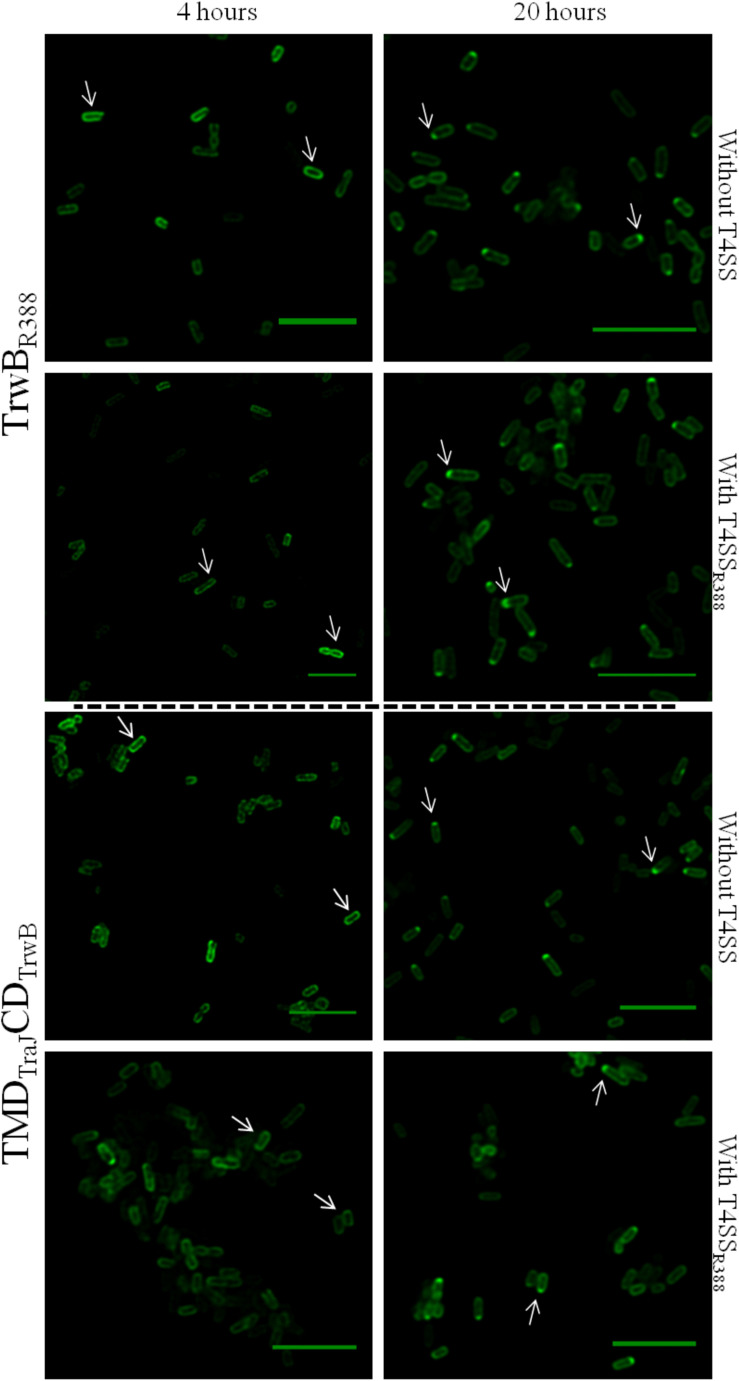 FIGURE 3