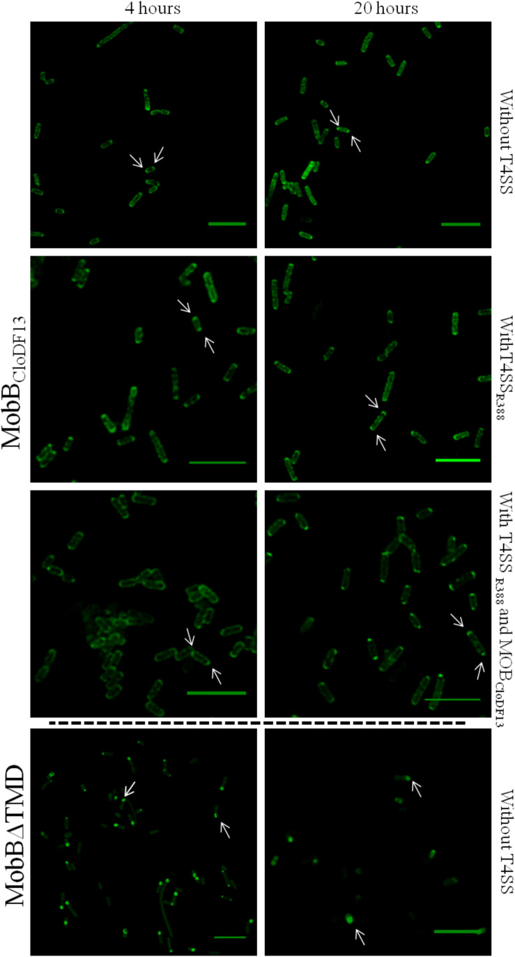 FIGURE 4