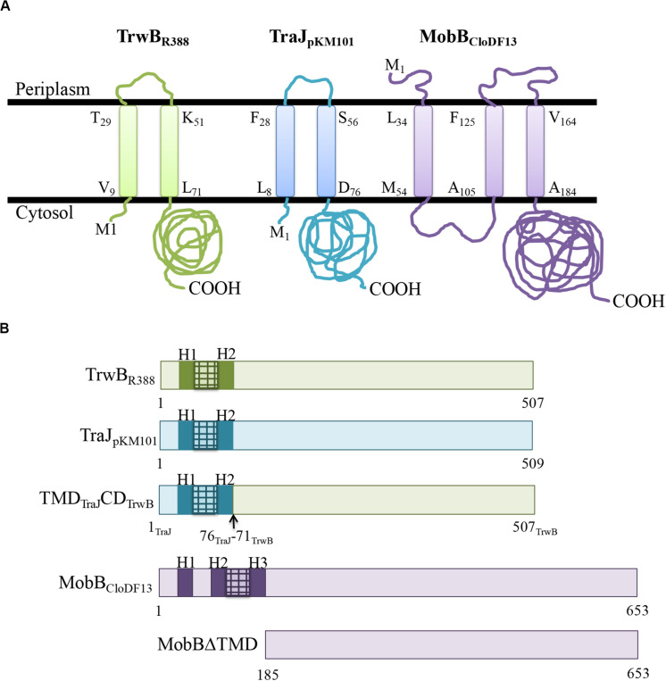 FIGURE 1