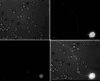 Fig. 3