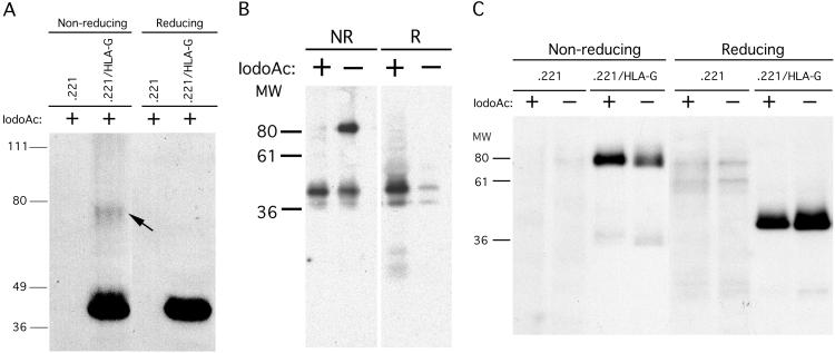 Fig 3.