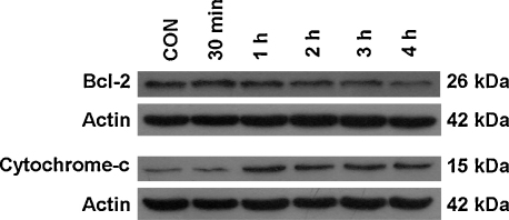 Fig. 5