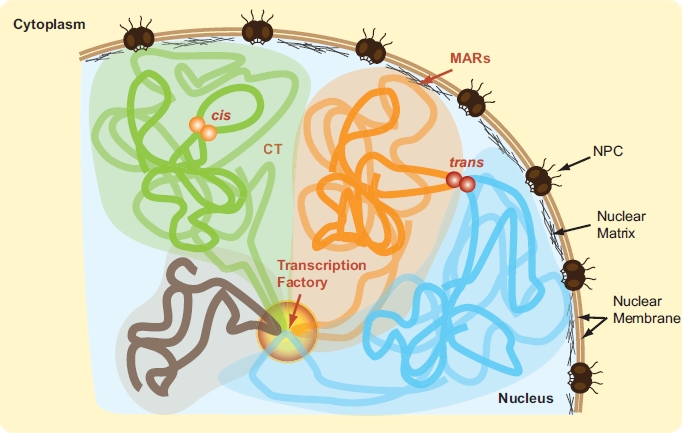 Fig. (1).