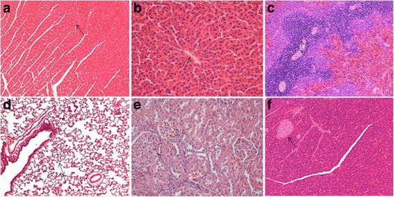 Fig. 12