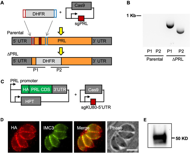 FIG 2