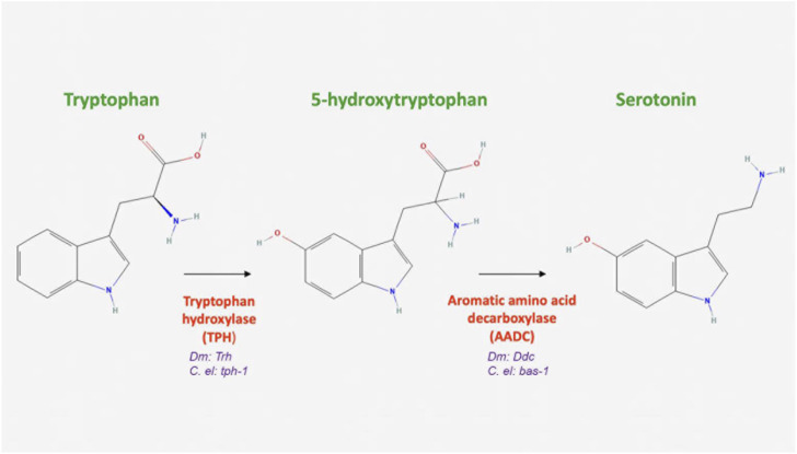 FIGURE 3