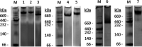 Figure 2—figure supplement 5.
