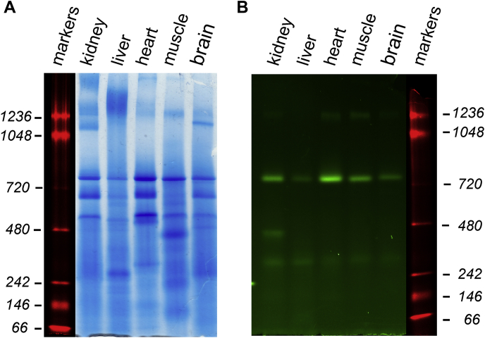 Figure 4