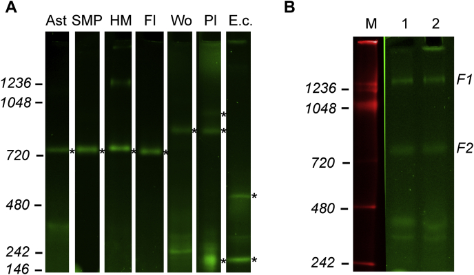 Figure 5