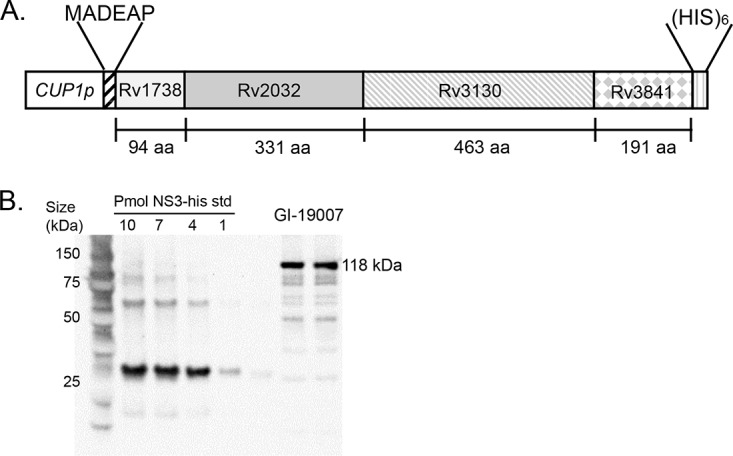 FIG 1