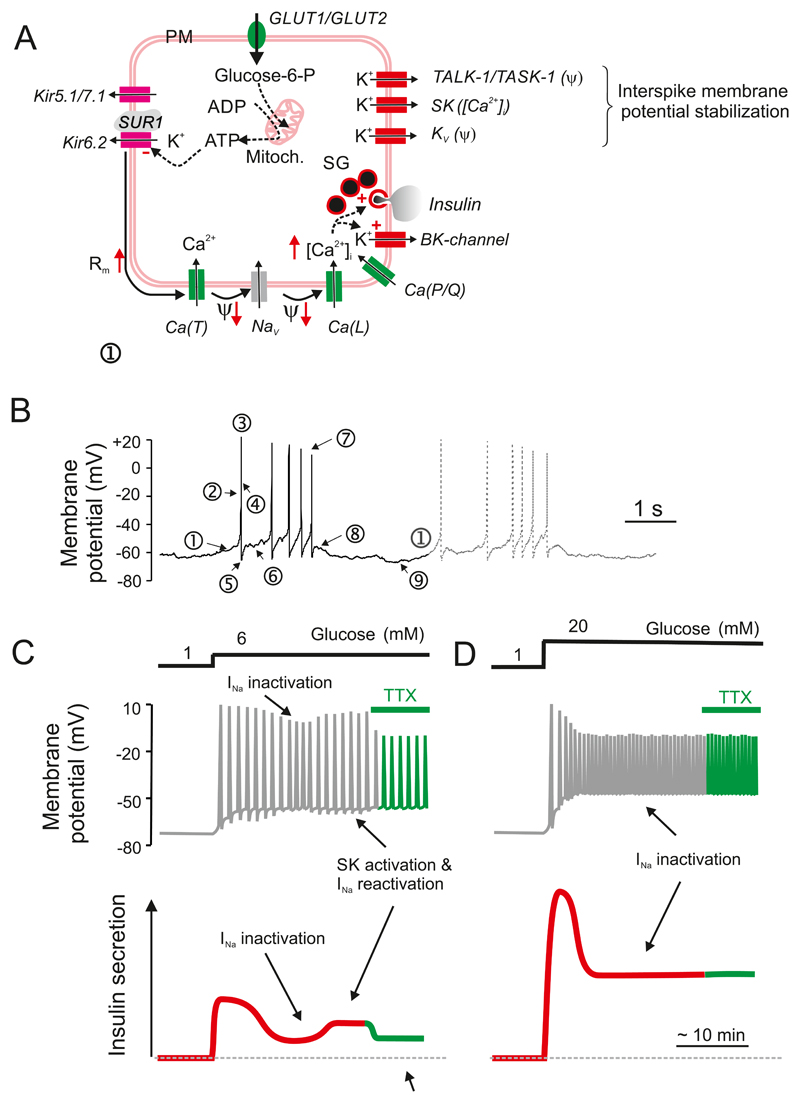 Figure 13