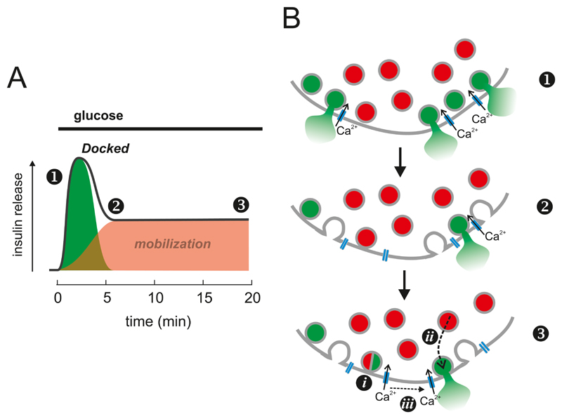 Figure 24