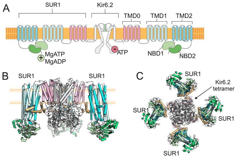 Figure 7