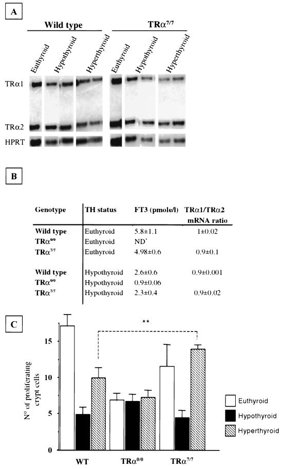 FIG. 7