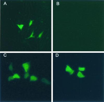 FIG. 5.