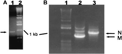 FIG. 6.