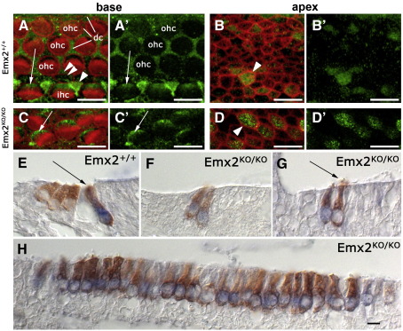 Fig. 8