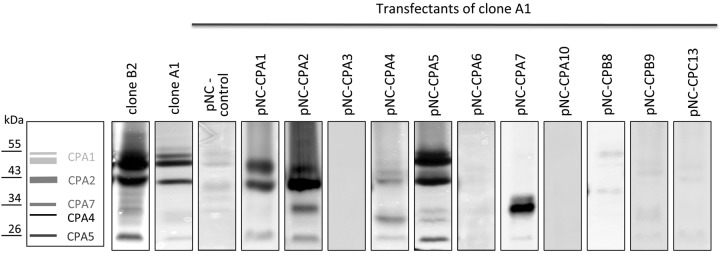 FIG 2