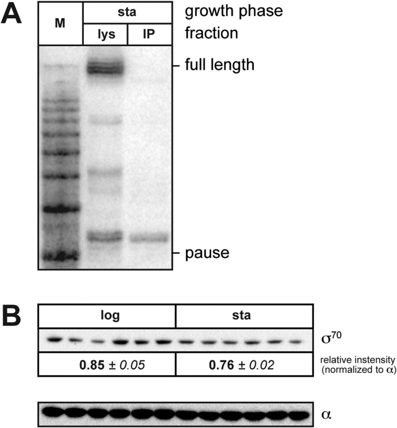 Figure 4—figure supplement 1.