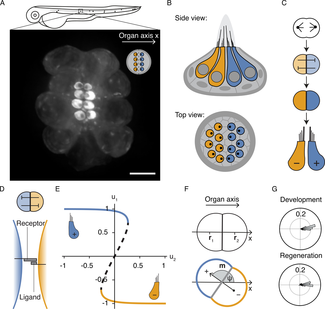 Figure 1: