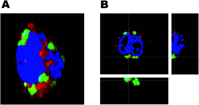 Fig. 7