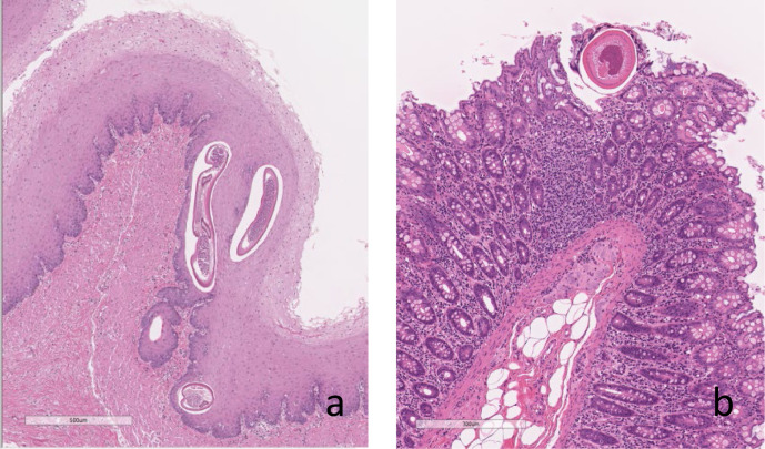 Fig. 7.