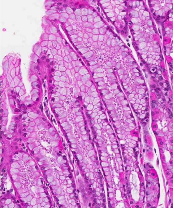 Fig. 8.