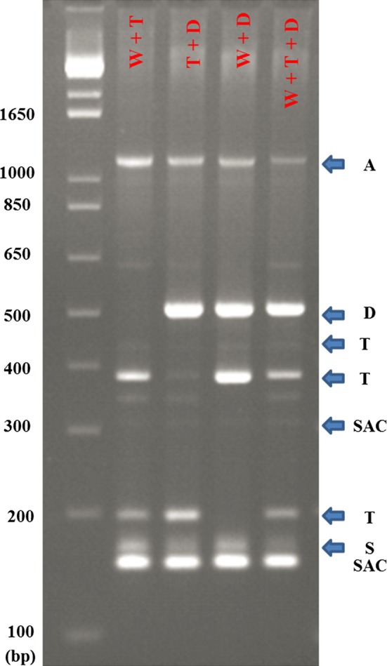 Fig. 5